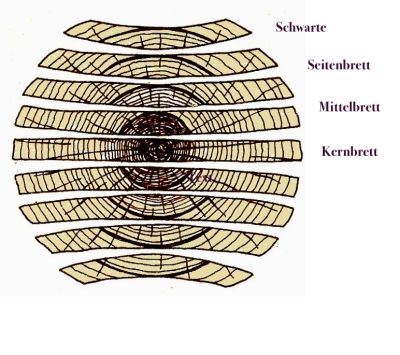 Stammquerschnitt